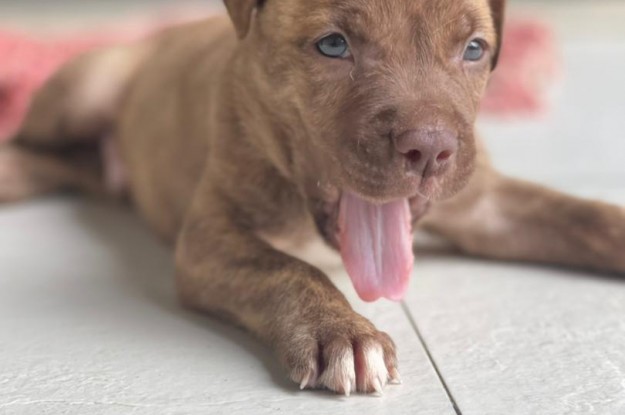 Photo de chiots-pitbull-en-vente-208
